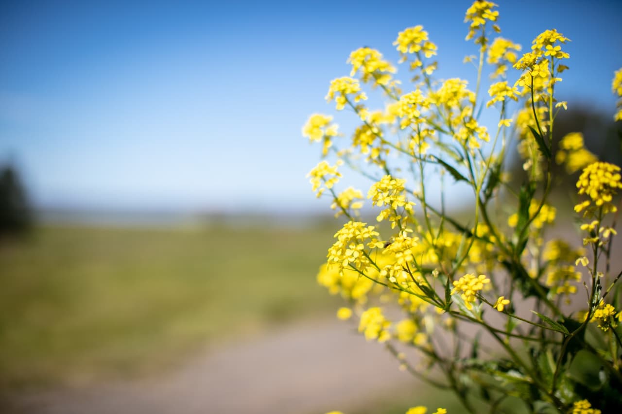 Rafmagnslaust verður á Mýrum þann 23.9.2025 frá kl 13:00 til kl 16:00