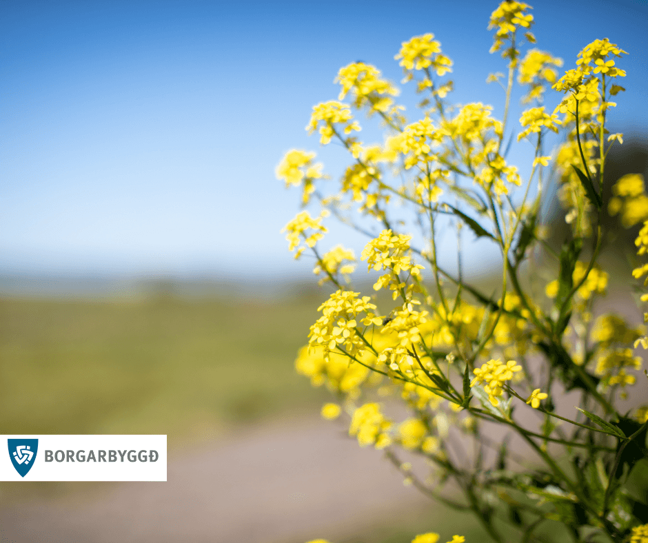Snyrting á trjám og runnum við götur og gangstéttir